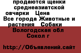 продаются щенки среднеазиатской овчарки › Цена ­ 30 000 - Все города Животные и растения » Собаки   . Вологодская обл.,Сокол г.